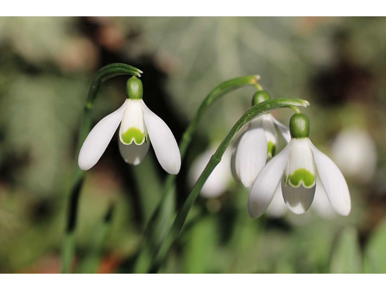 Pirmās pavasara puķes